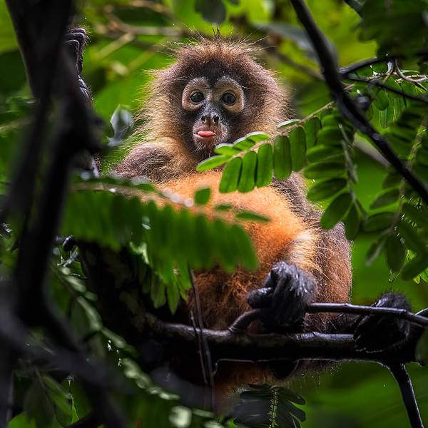 Osa Peninsula Tours