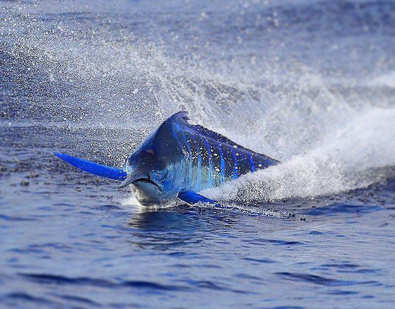 EPIC Blue Marlin Fishing in Costa Rica 