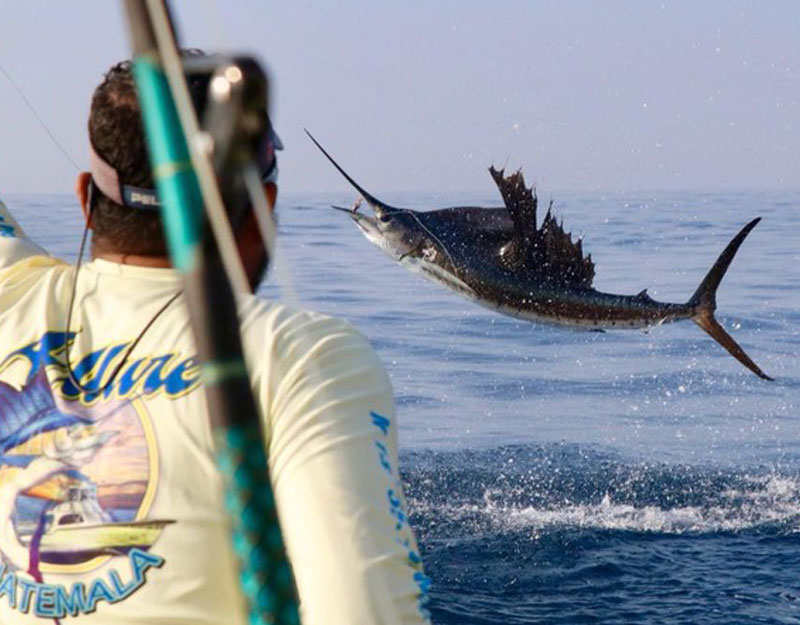 offshore sailfish