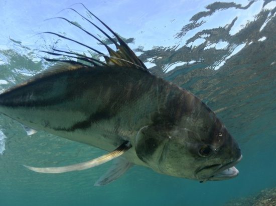 Osa Peninsula Roosterfish