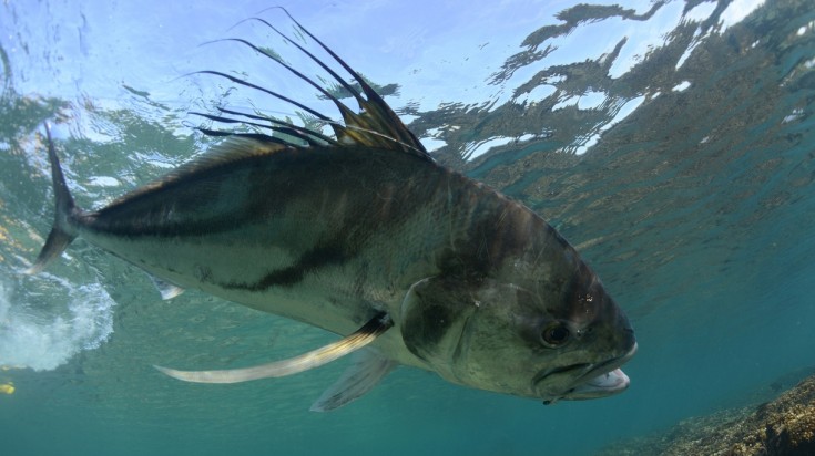 Osa Peninsula Roosterfish