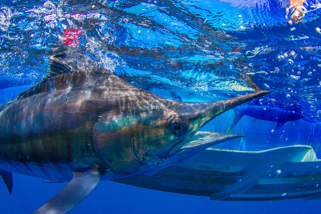 Osa Peninsula Offshore Fishing