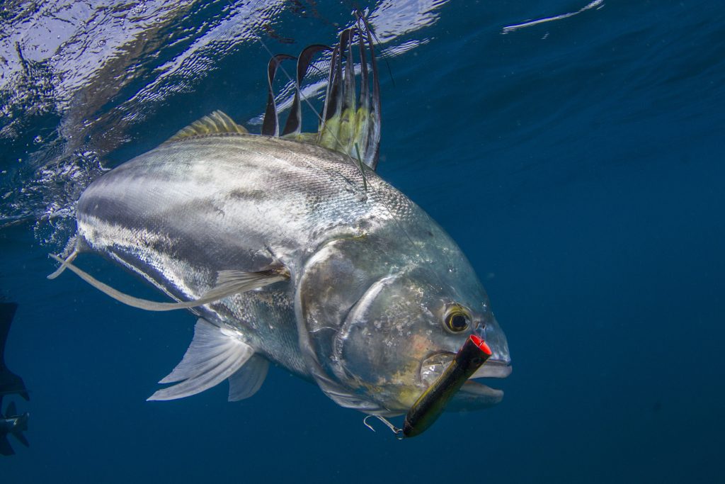 Osa Peninsula Inshore Fishing Species Roosterfish